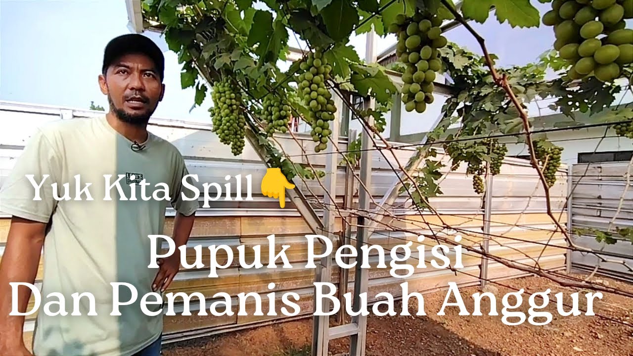 Kita Spill Yuk, Pupuk Pengisi Dan Pemanis Buah Anggur Andrey 53