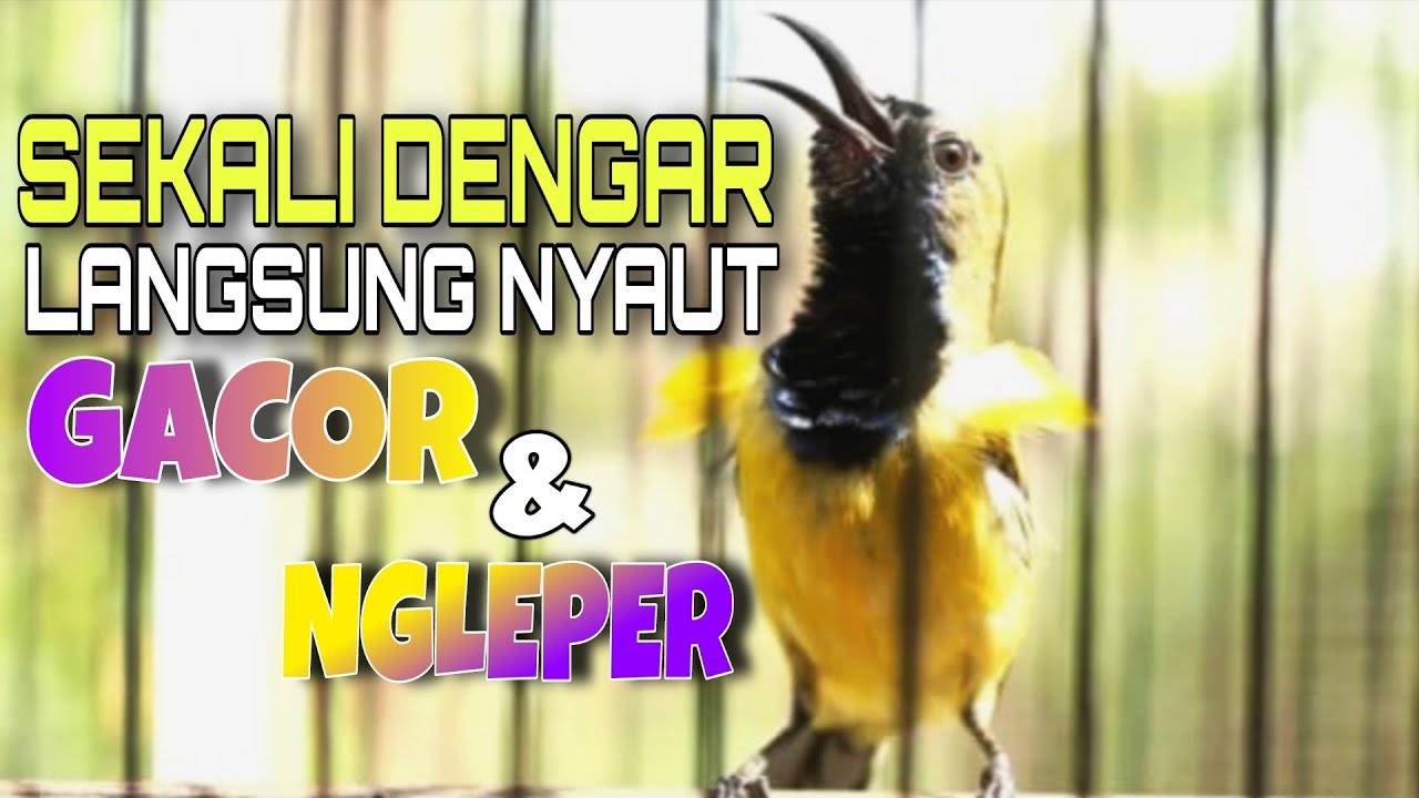 Dengar Suara ini Dijamin SOGON bahan Ombyokan LANGSUNG Nyaut gacor NGLeper