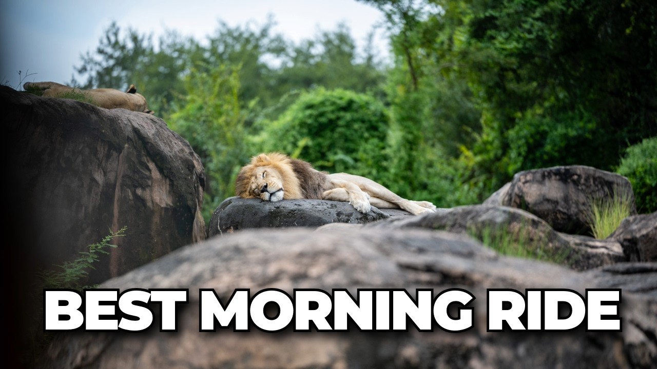 Animal Kingdom Safari POV | Early Morning Kilimanjaro Safaris