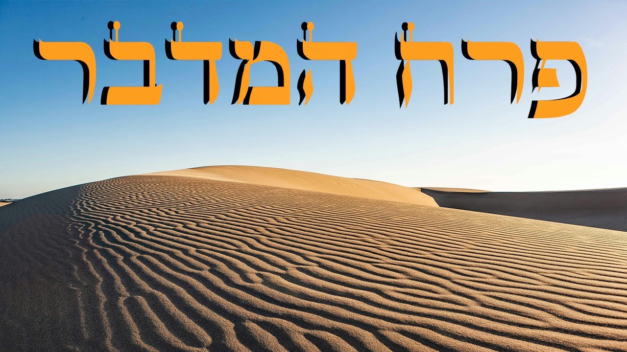 פרח המדבר - שלושה דורות - Three Generations
