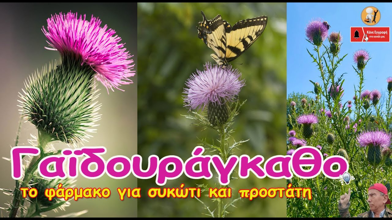 𝚪𝛂ϊ𝛅𝛐𝛖𝛒ά𝛄𝛋𝛂𝛉𝛐: 𝞽𝞸 𝞿ά𝞺𝞵𝞪𝞳𝞸 𝞬𝞲𝞪 𝞼𝞾𝞳ώ𝞽𝞲 𝞳𝞪𝞲 𝞹𝞺𝞸𝞼𝞽ά𝞽𝞰