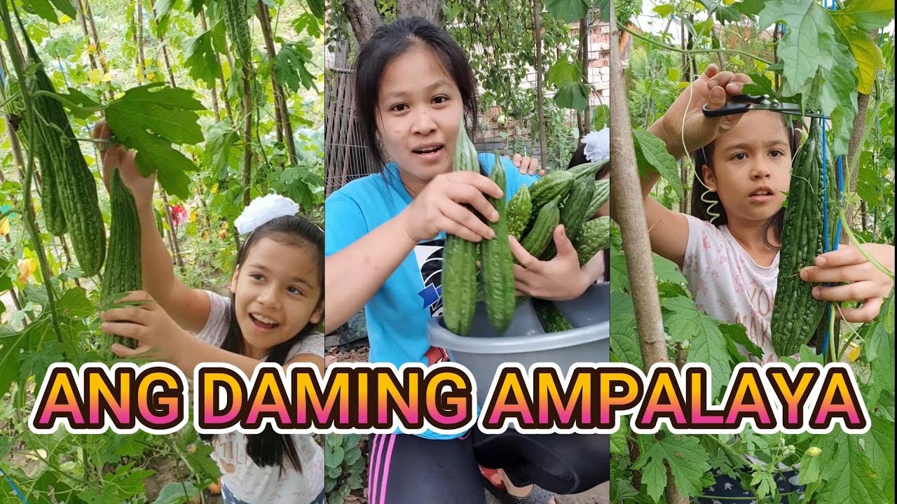 MALAKI AT MARAMI ANG NAHARVEST NI KATYUSHA SA AMPALAYA