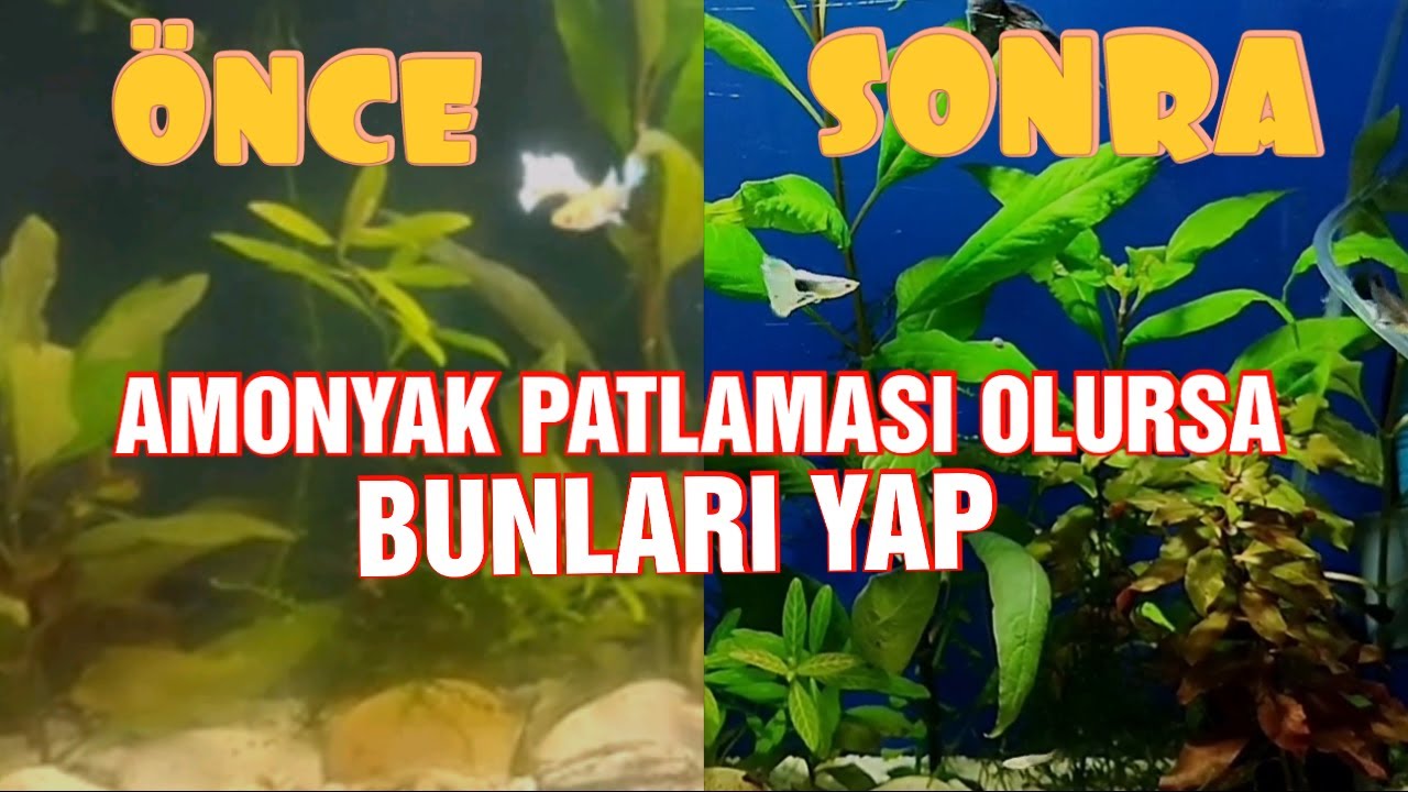 AMONYAK PATLAMASI ÇÖZÜMÜ  , Bambu  Bozuldu