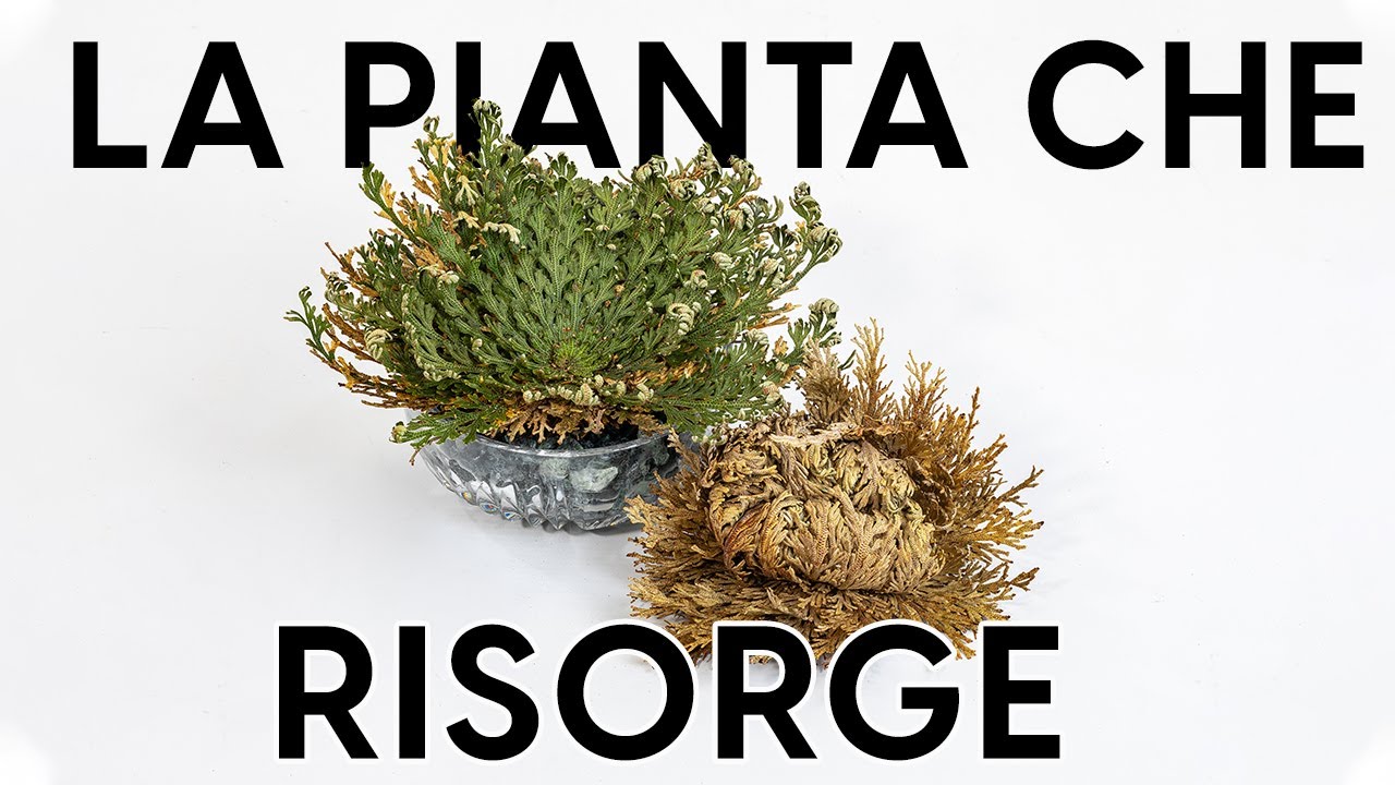 Rosa di Gerico, come coltivare la pianta della resurrezione