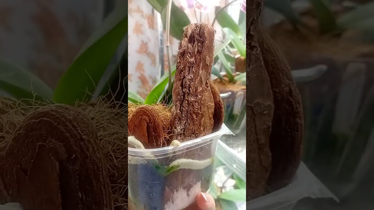 #орхідеїдогляд #орхідеїпідлітки#Orchids Чому не потрібно виймати придбані підлітки з 