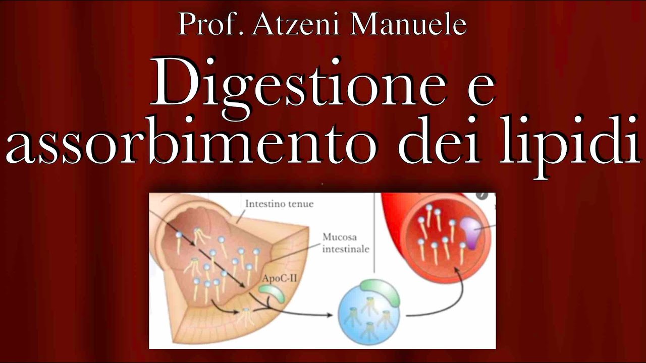 Digestione e assorbimento dei lipidi @Lezioni del Prof. Atzeni