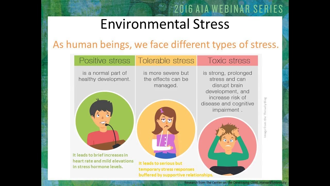 Executive Function and Self-Regulation in Context: The Role of Stress and Poverty