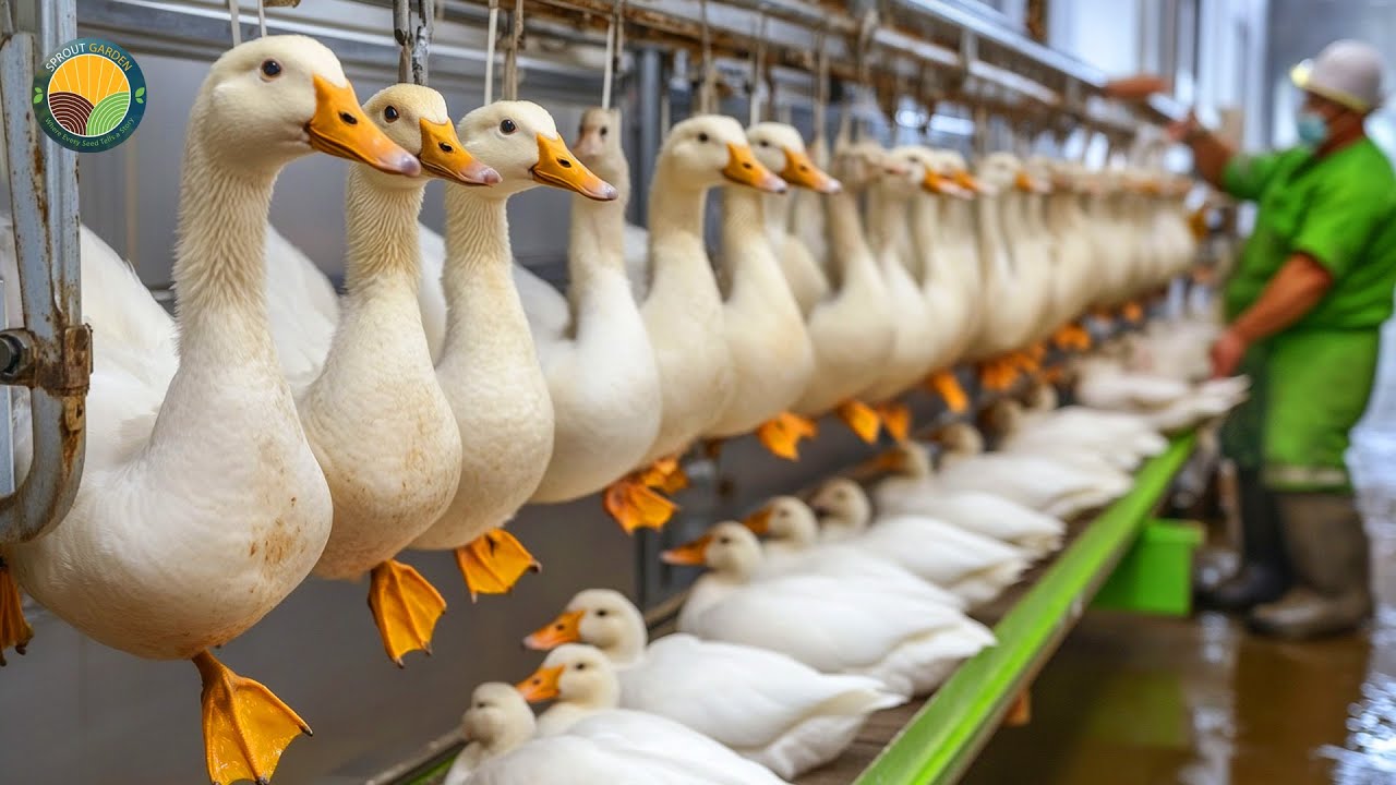 How Farmers Raise Millions of Ducks – Incredible Duck Farming for Eggs & Meat | Farming Documentary