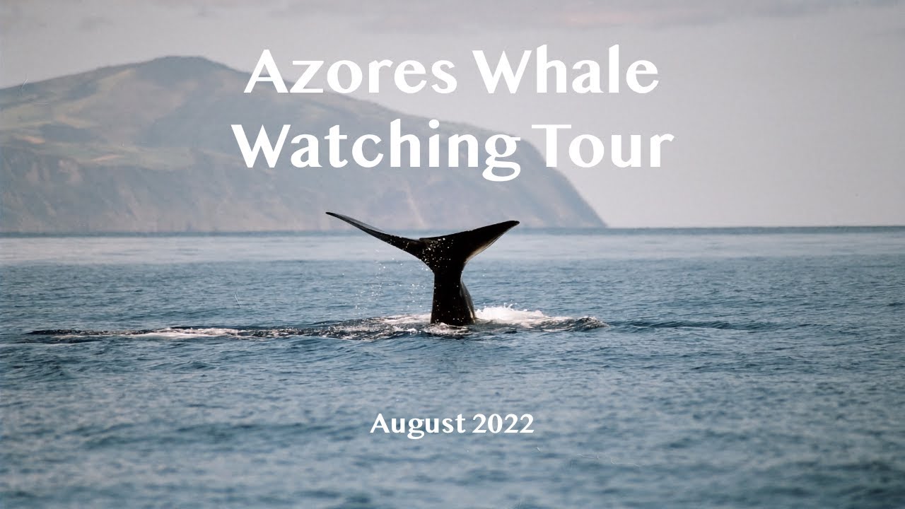 Terra Azul, Azores Whale Watching Tour (August 2022)