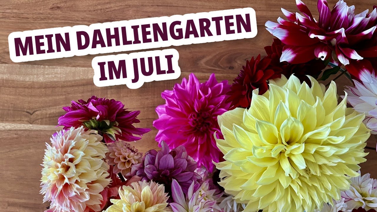 Mein Dahliengarten im Juli | Dahlia Garden