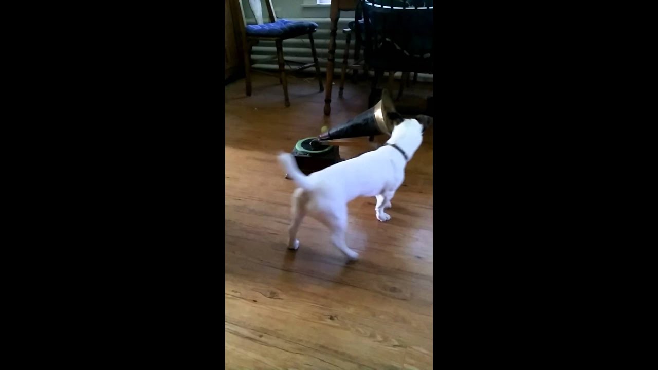 Ollie as 