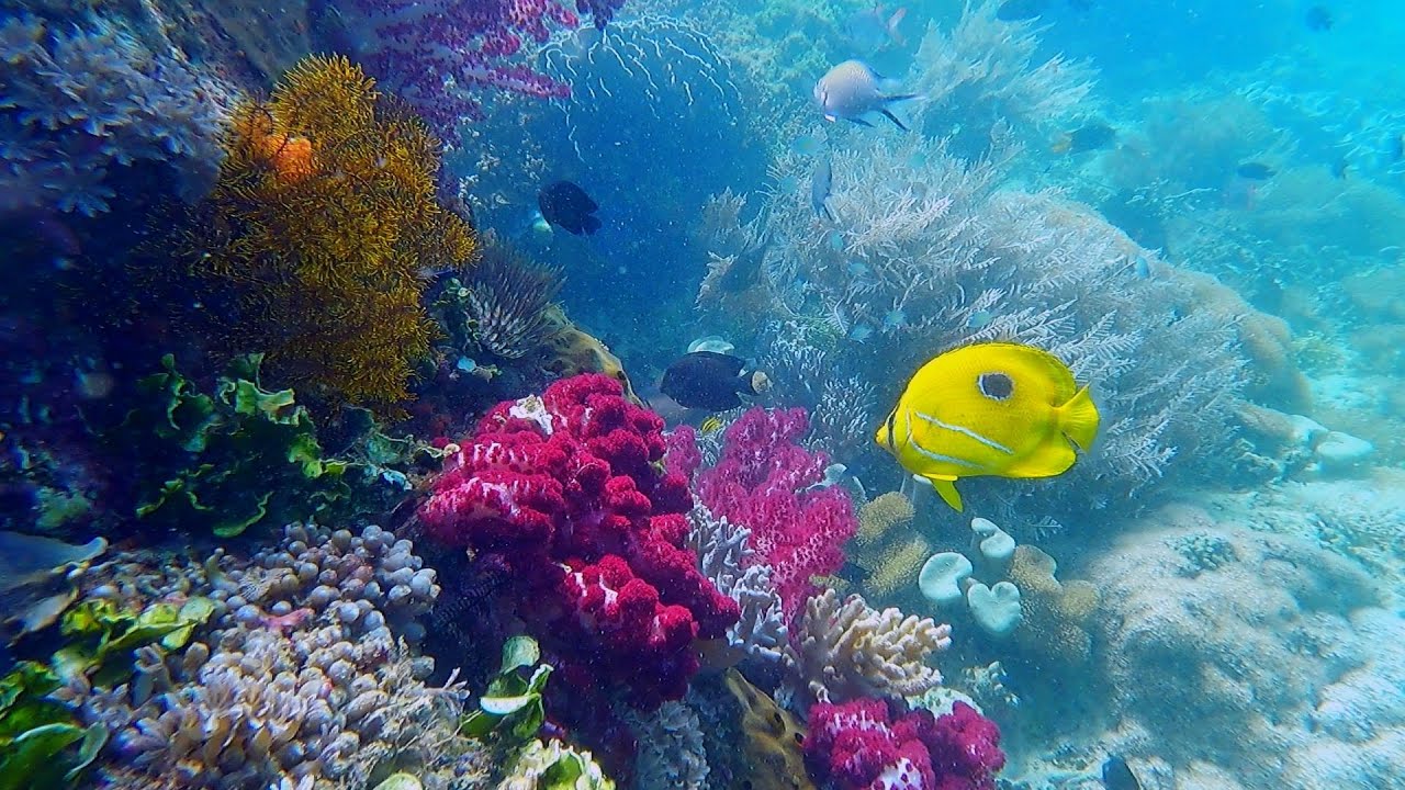 Dayan homestay snorkeling part. 3 - Batanta - Raja Ampat 2023