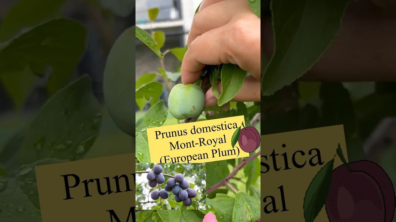 My beautiful Prunus domestica Mont-Royal tree (european plum) fruit #shorts