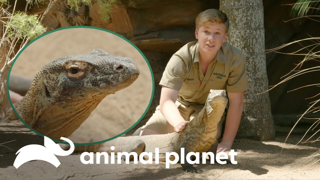 Este es el animal más querido por Robert en todo el zoológico | Los Irwin | Animal Planet
