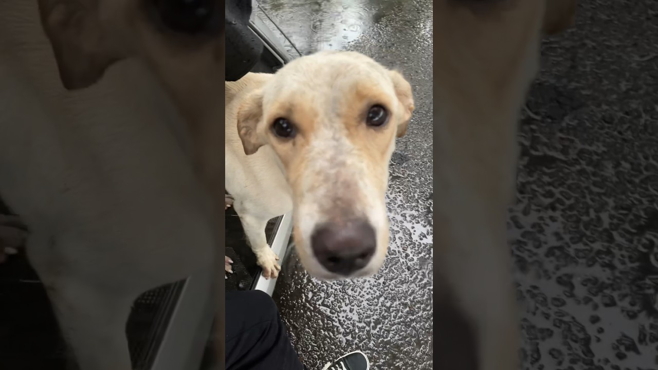 Doggie ko lift dedi😂 | Baarish vlog | mini vlog | Roaming Buddies | #shorts #minivlog #funnyvlog