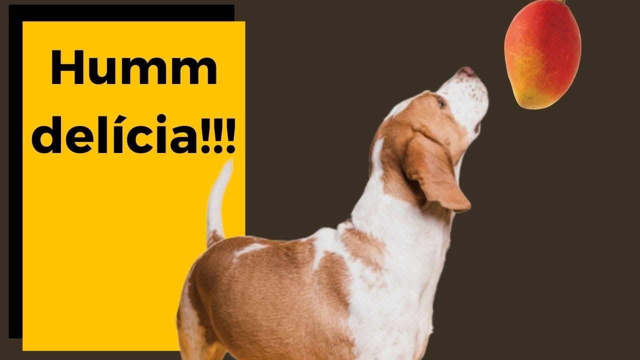 ✅ Saiba todos os BENEFÍCIOS do SEU CACHORRO COMER MANGA [ Foco Saúde ]