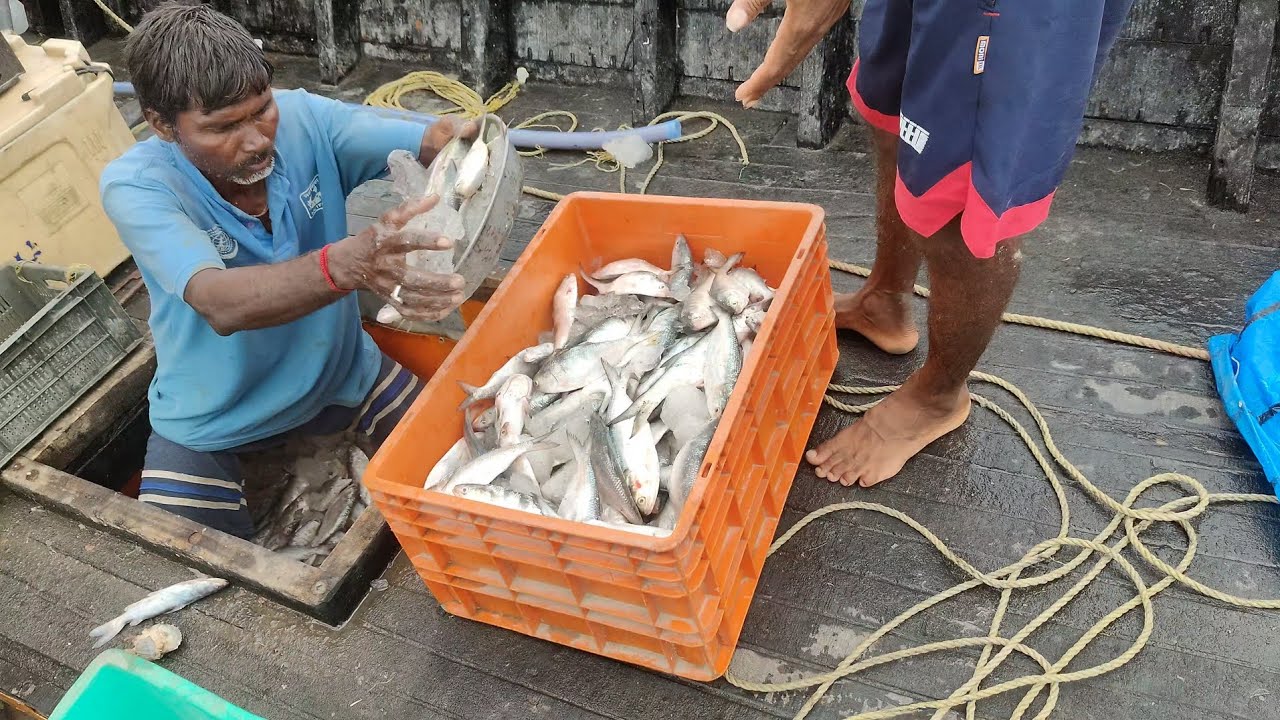 প্রায় 1 লক্ষ টাকার ইলিশ  নিয়ে এলো 🐟😱😱