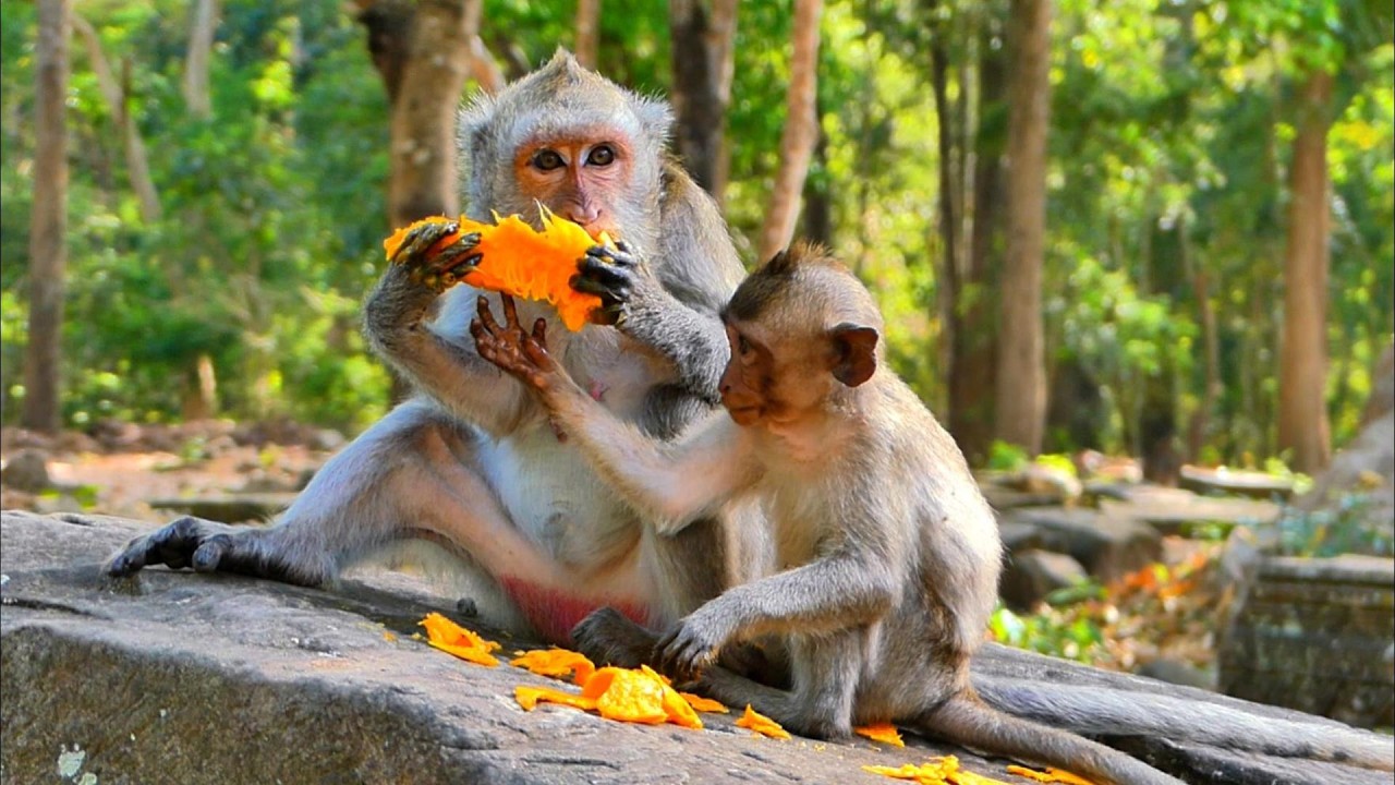 Feeding be love Mom Jade an Little Javor, | MSSRMedia