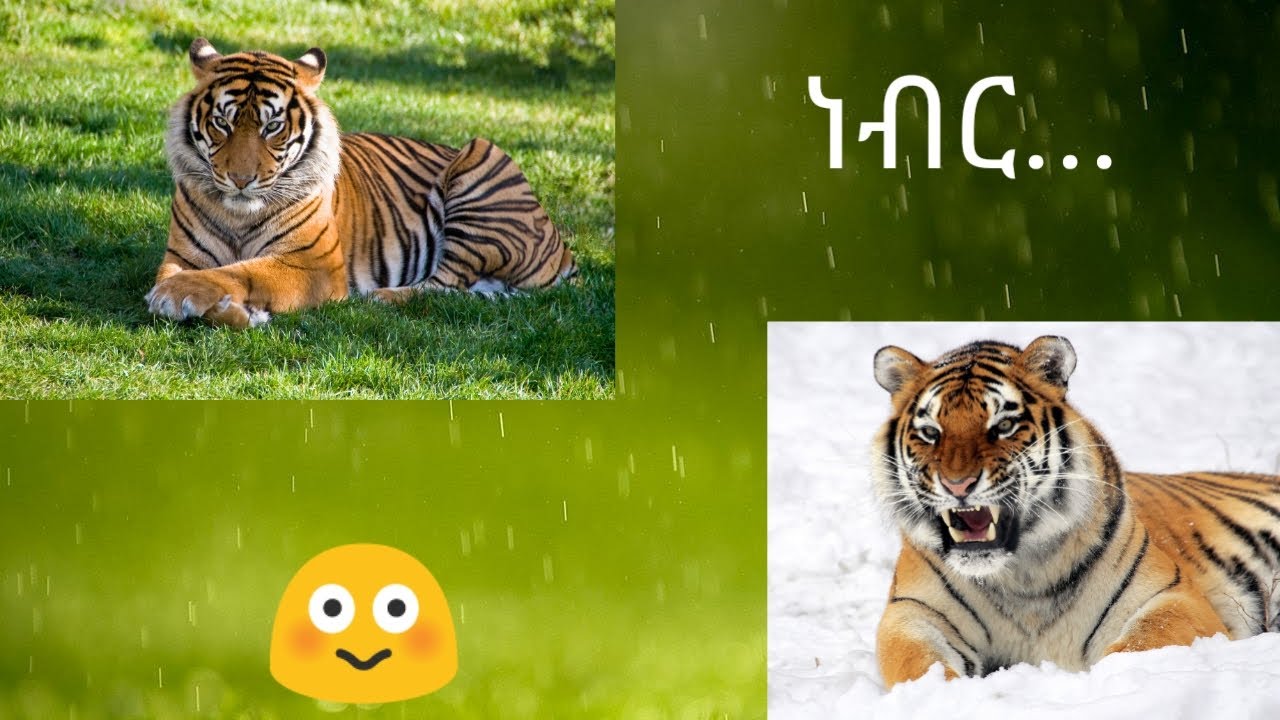 ነብር ///tiger