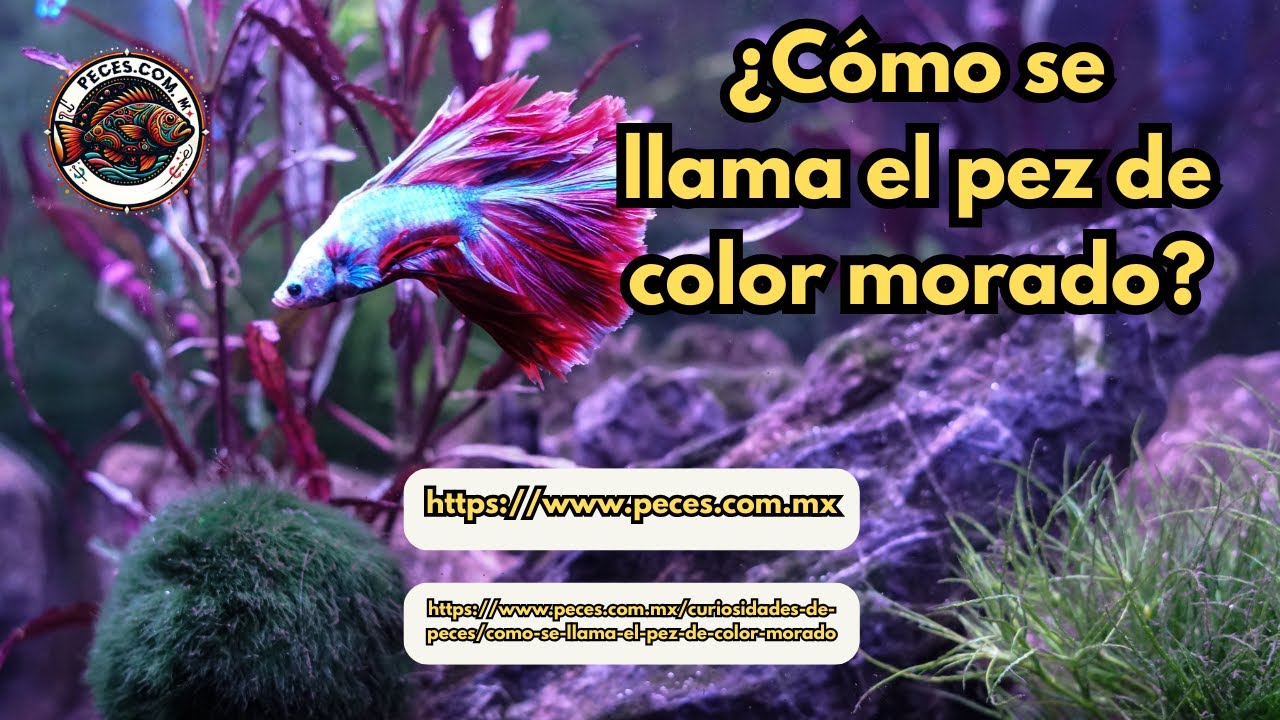 ¿Cómo se llama el pez de color morado?