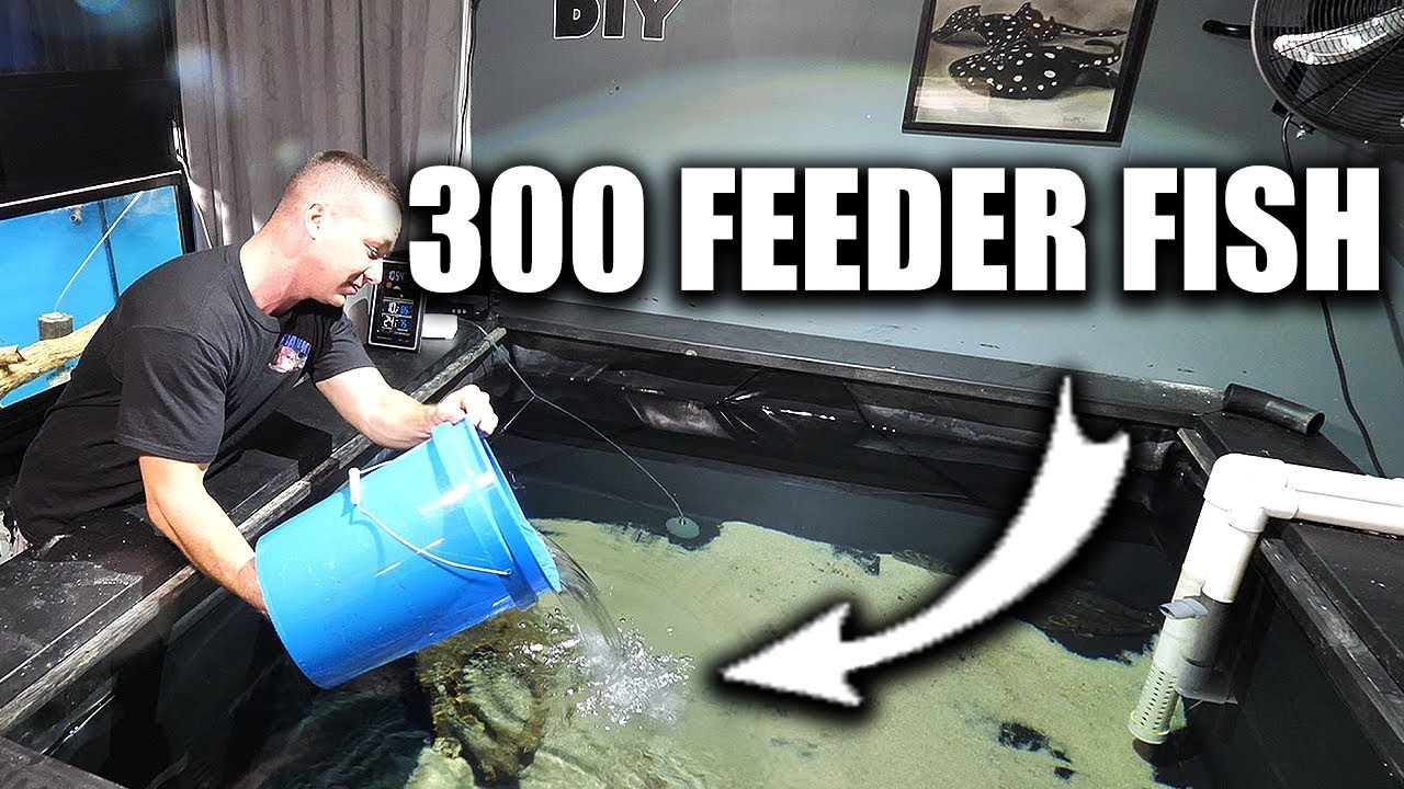 FEEDING THE PREDATOR FISH POND