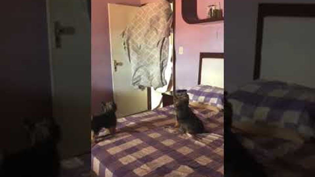 Dog Disappearing Blanket Trick Fail || ViralHog