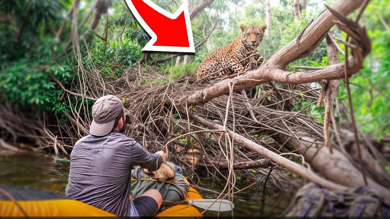 Nez &agrave; nez avec un JAGUAR en pleine JUNGLE ! (30j de Survie en Amazonie) 4/5