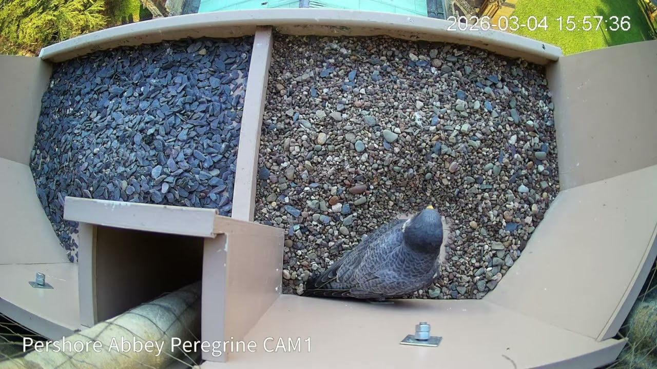 Peregrine 20260304 1549 Arrives early for a 4pm meeting