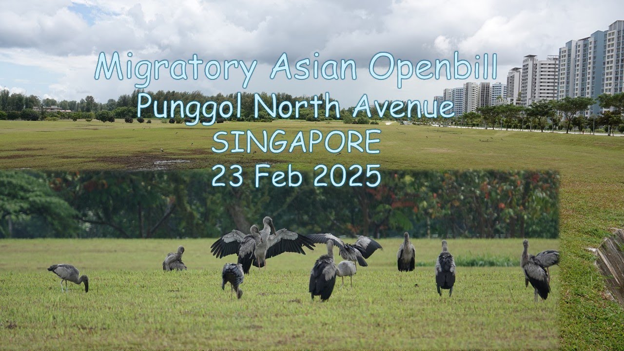 Birding in Singapore-Asian Openbill at Punggol North Ave. 23 Feb 2025.