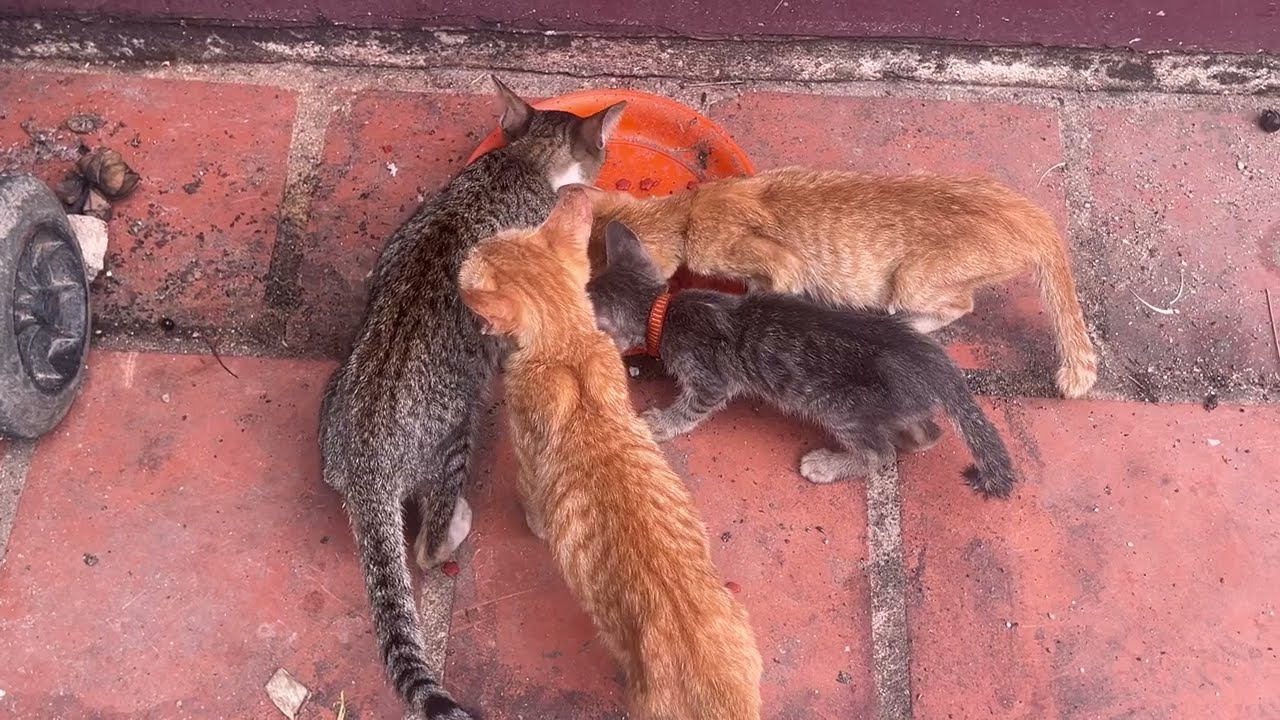 Please...watch...!The stray cats and kittens lifestyle pagoda....#cute #cat #stray #animals