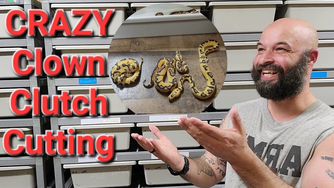 STUNNING CLUTCH CUTTING. CRAZY PATTERNS 🤡🐍🤡🐍