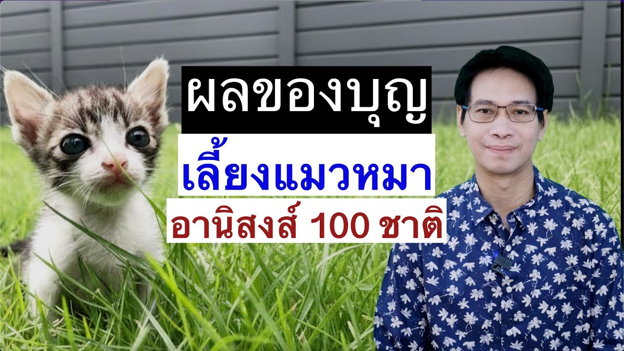 ผลบุญเลี้ยงหมาแมวที่เกิดไม่รู้ตัว