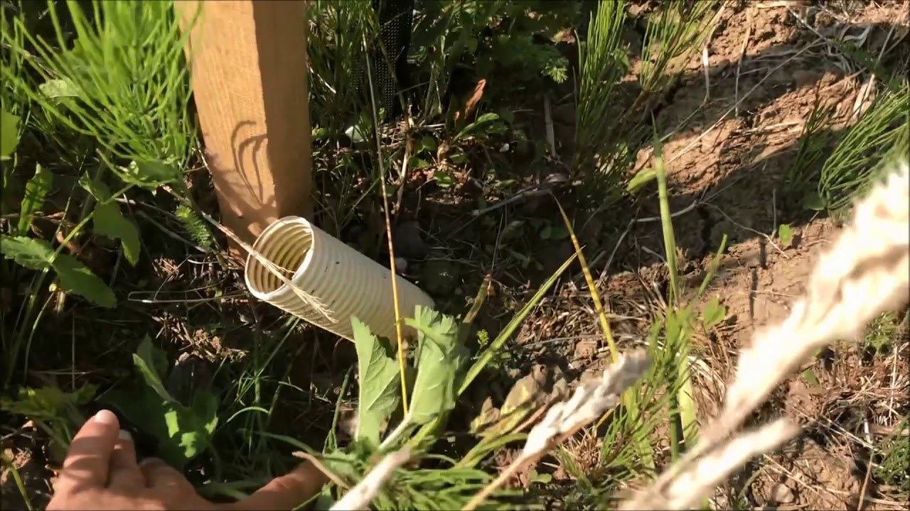 🍈 Dió ültetvény bemutatás 2019