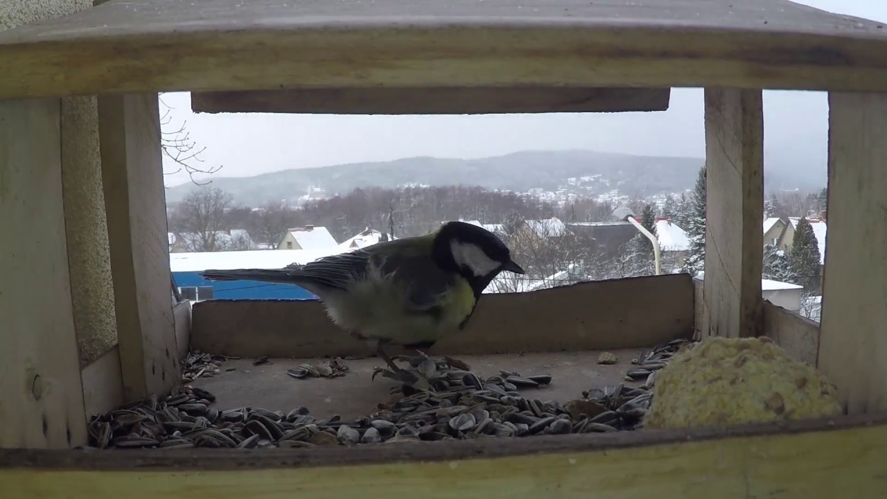 Krmitko pre vtáčiky relaxing birds feeder