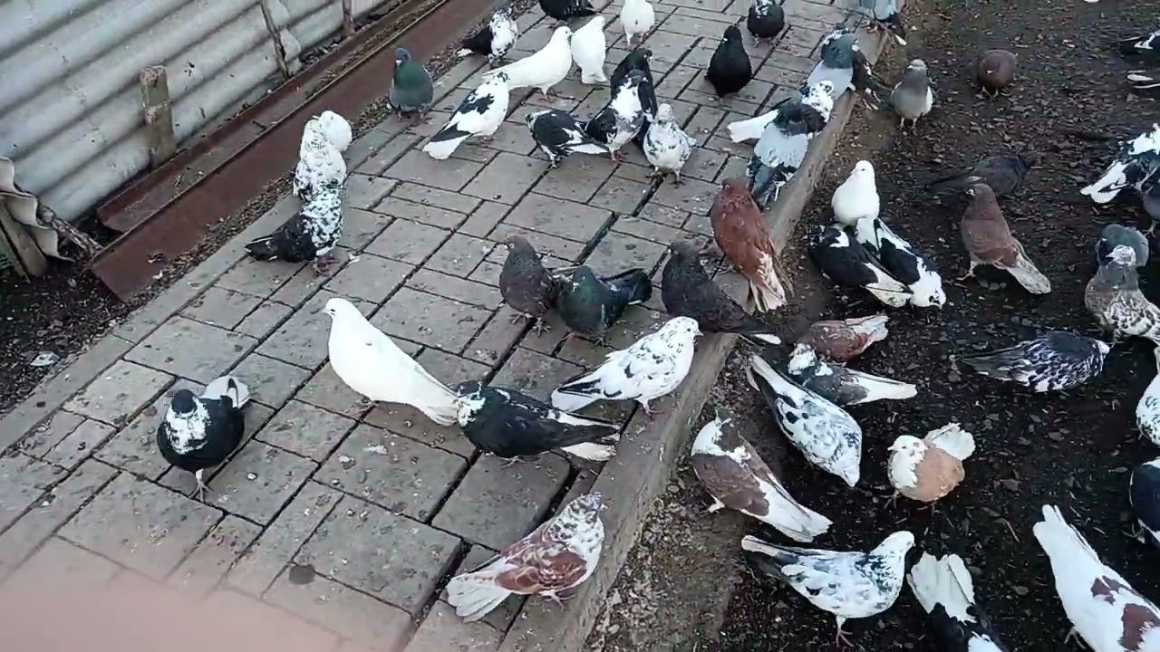 Чужой мраморный. 