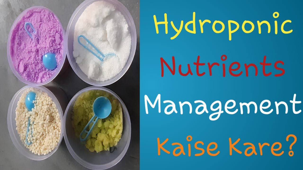 Hydroponic nutrients management kaise kare?