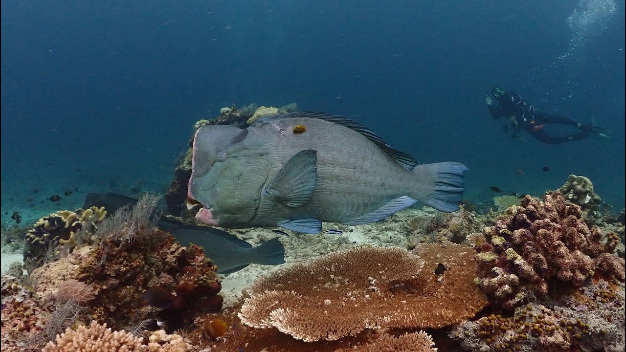 SIPADAN Y BORNEO 7 2025 FULLHD VIDEO RESUMEN
