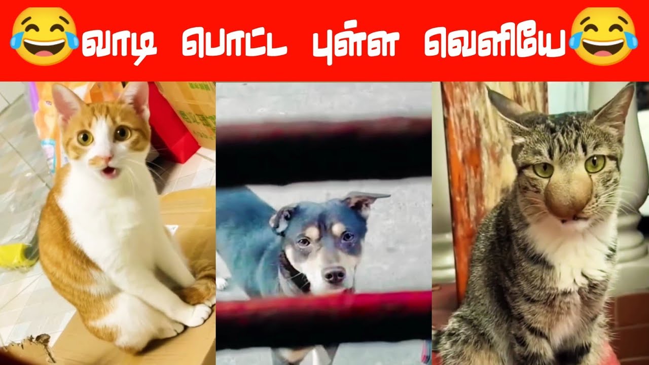 😂🐈🐕 ரோஸ்... ரோஸ்... நீ உள்ள தா இருக்க Nu தெரியும்...😂🐈🐕#viral #trending #comedy #funnyanimalvideos