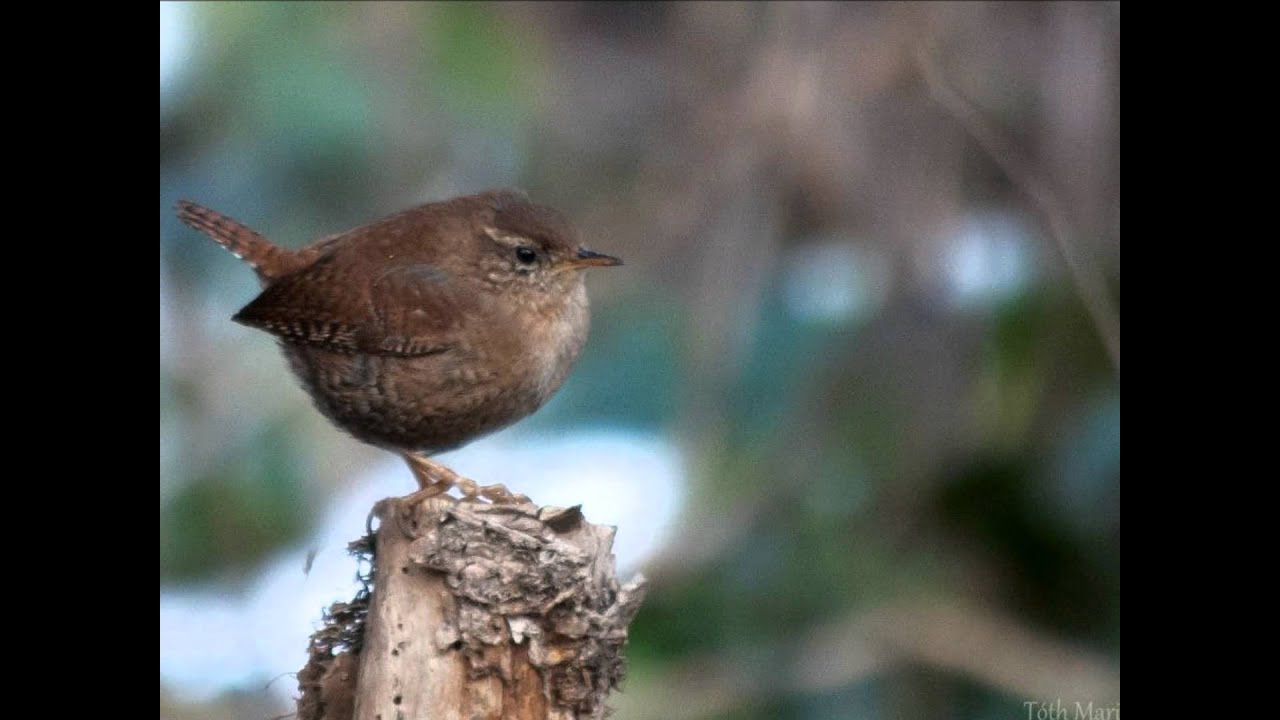 Madarak és Fák Napja