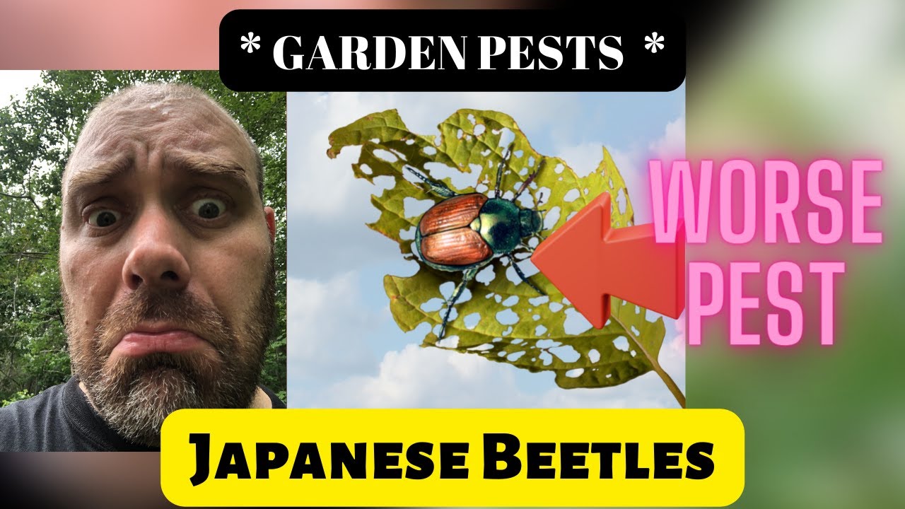 The WORST Garden Pest - Japanese Beetles