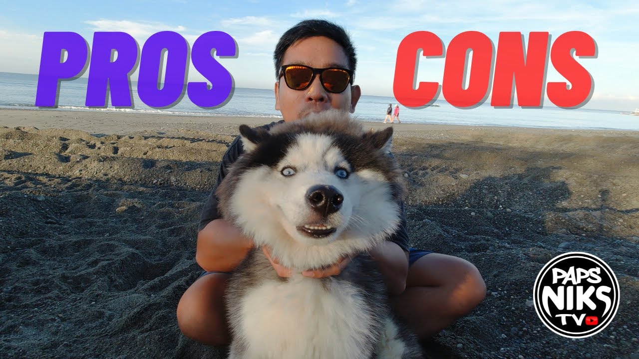 Vlog 123: SIBERIAN HUSKY EXPERIENCE #papsnikstv #husky