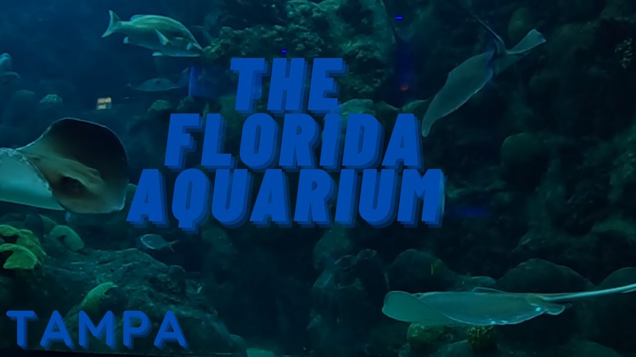 The Florida Aquarium in Tampa || A Full Virtual Visit
