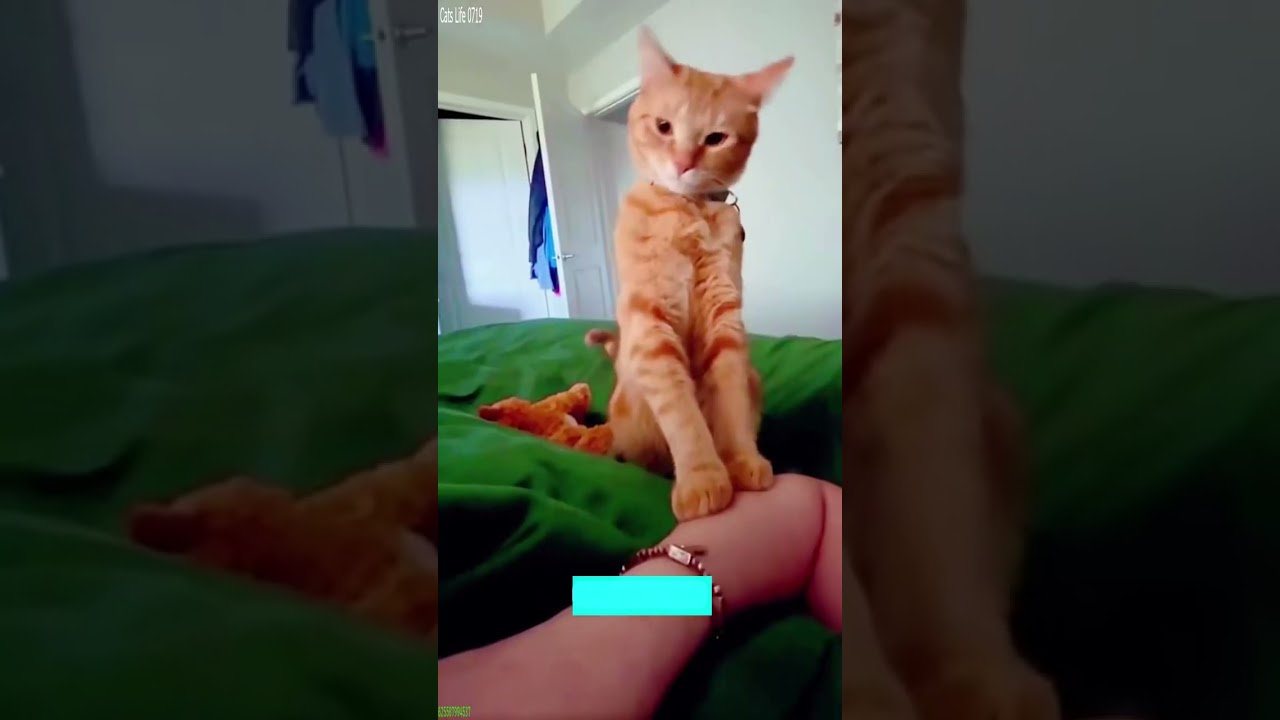 Funny Cat 😹 Cute Cats Kittens 🐈‍⬛ # Part 5010