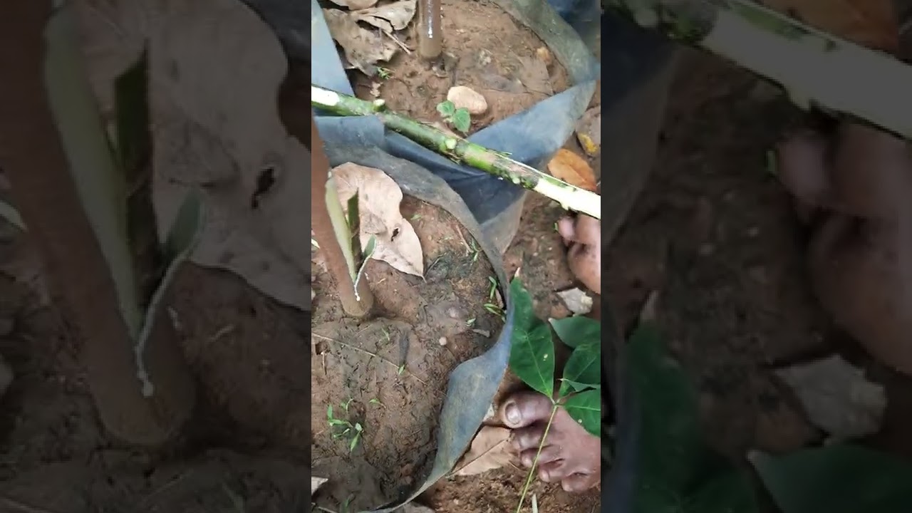 Rubber Bud Grafting