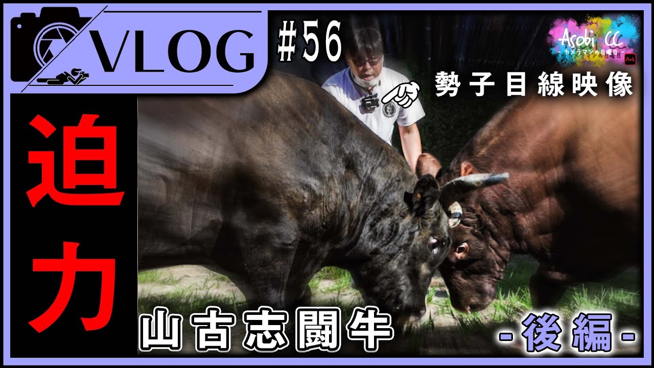 【山古志の闘牛】１トン越えの牛！超至近距離で撮影したド迫力映像をノーカットで。