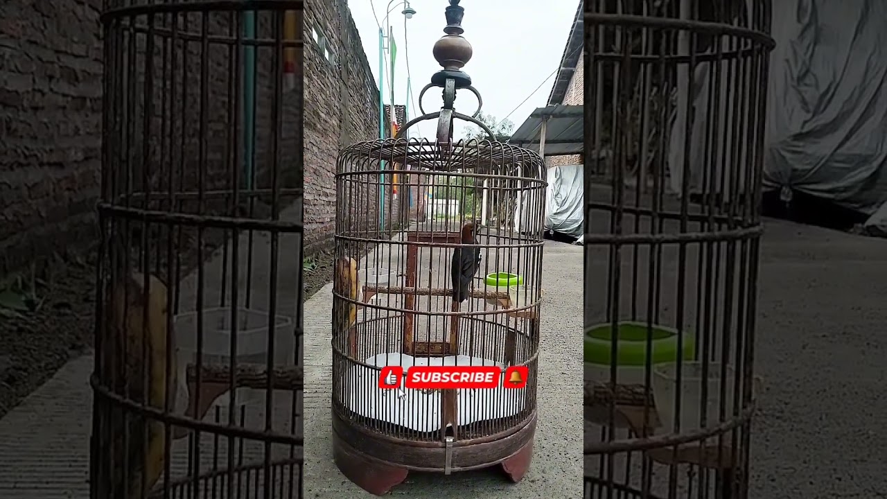 Anis kembang pastol gacor 2026.