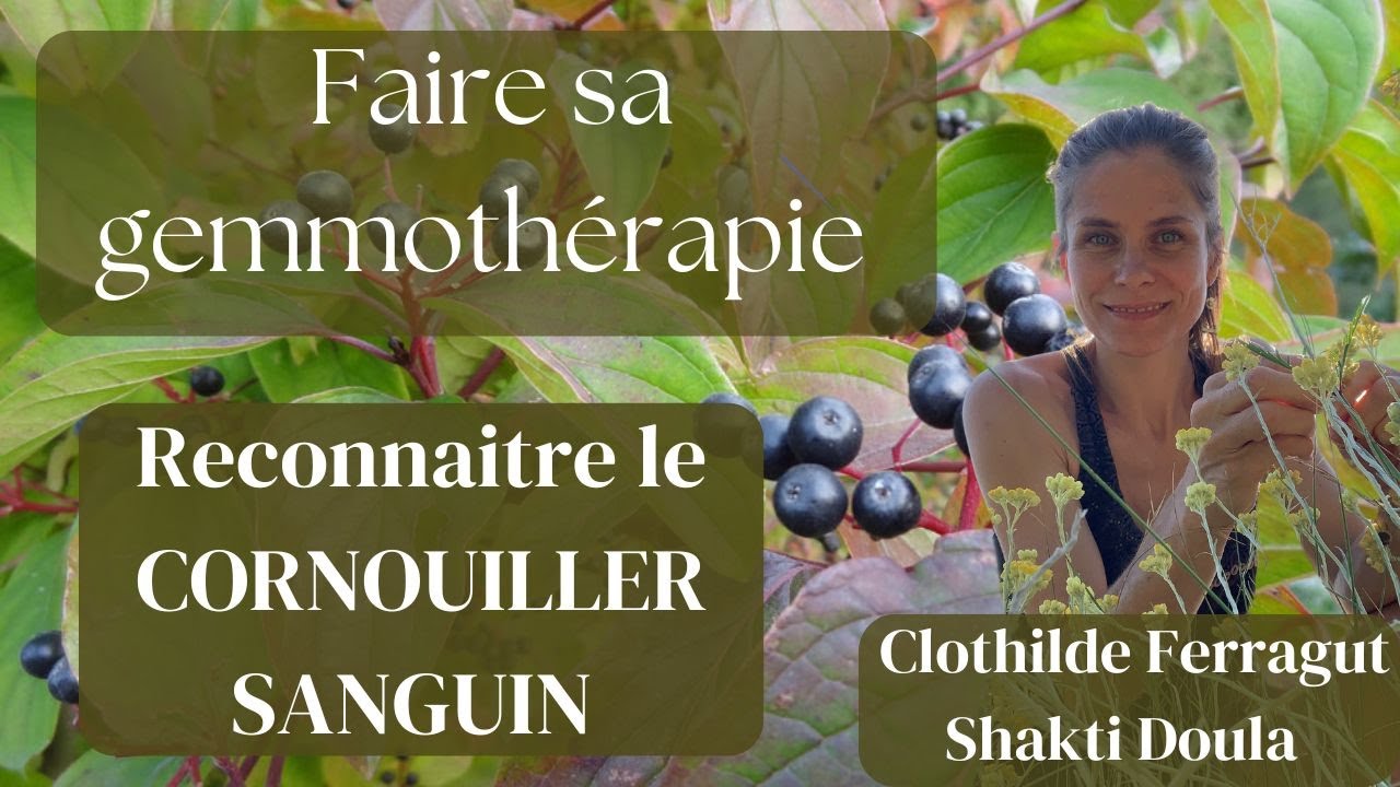 GEMMOTHERAPIE : Le Cornouiller sanguin: comment le reconnaître?