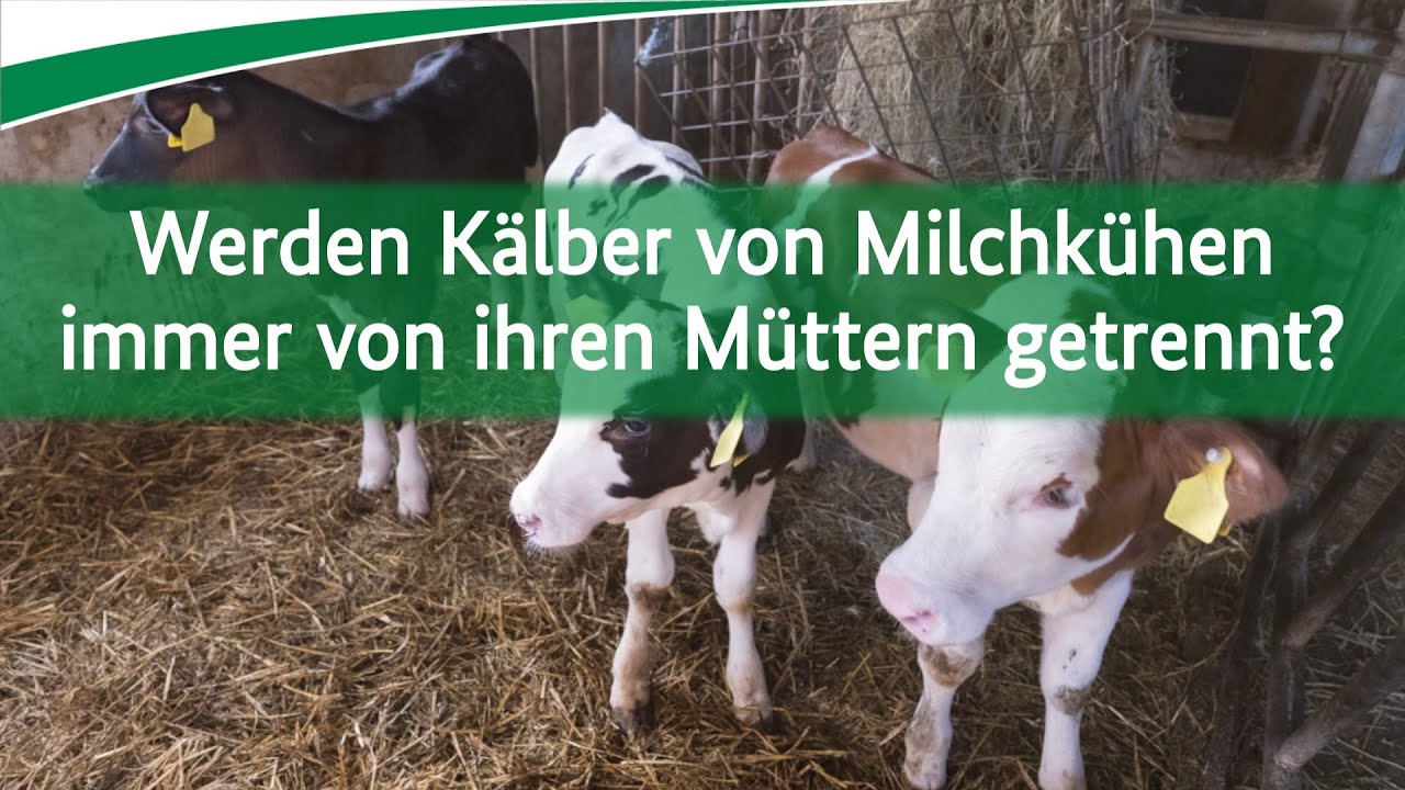 Werden Kälber von Milchkühen immer von ihren Müttern getrennt?