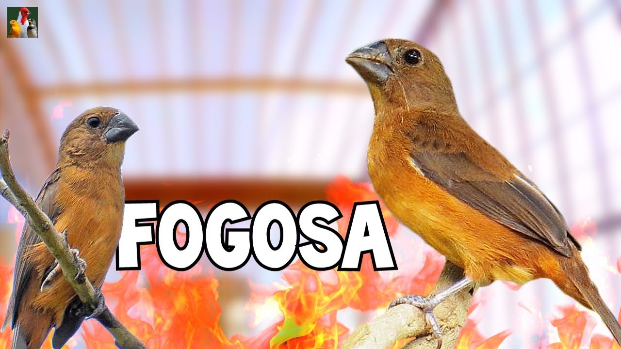 LEVANTE seu CURIÓ com Essa ESSA FÊMEA FOGOSA CHAMANDO E PIANDO !