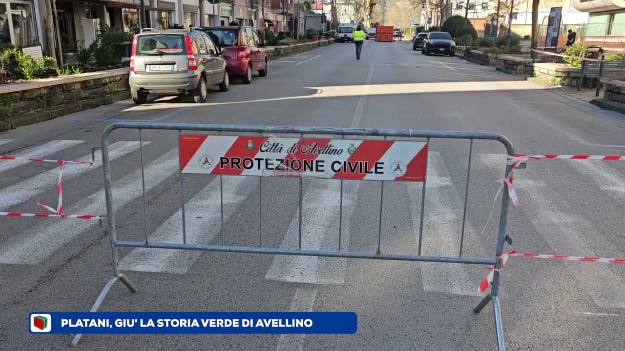 Giù altri 5 platani, il cancro colorato cancella la storia verde della città